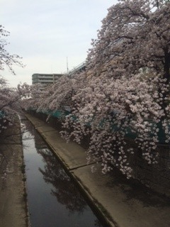 桜 イオンモール川口前川 ナビナビライフ