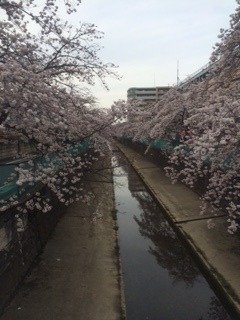 桜 イオンモール川口前川 ナビナビライフ